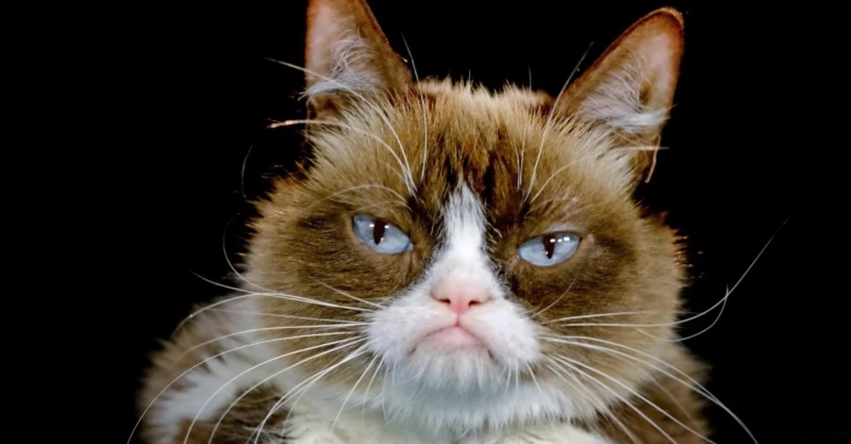 Humorous illustration of a cat waiting while page loads - Shayne's Designs fast loading times